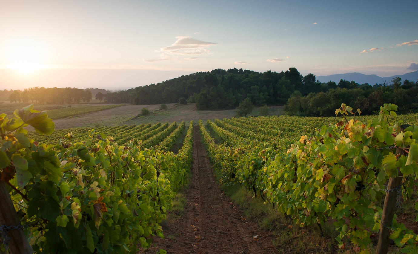 フルール・ド・シャルロット シャルドネ｜【公式】俺のEC 俺のワインお